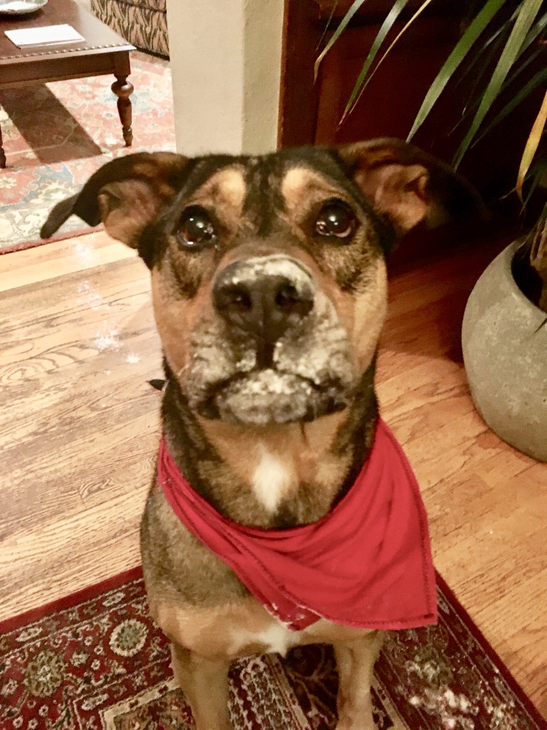 A picture of my dog with flour on his nose
